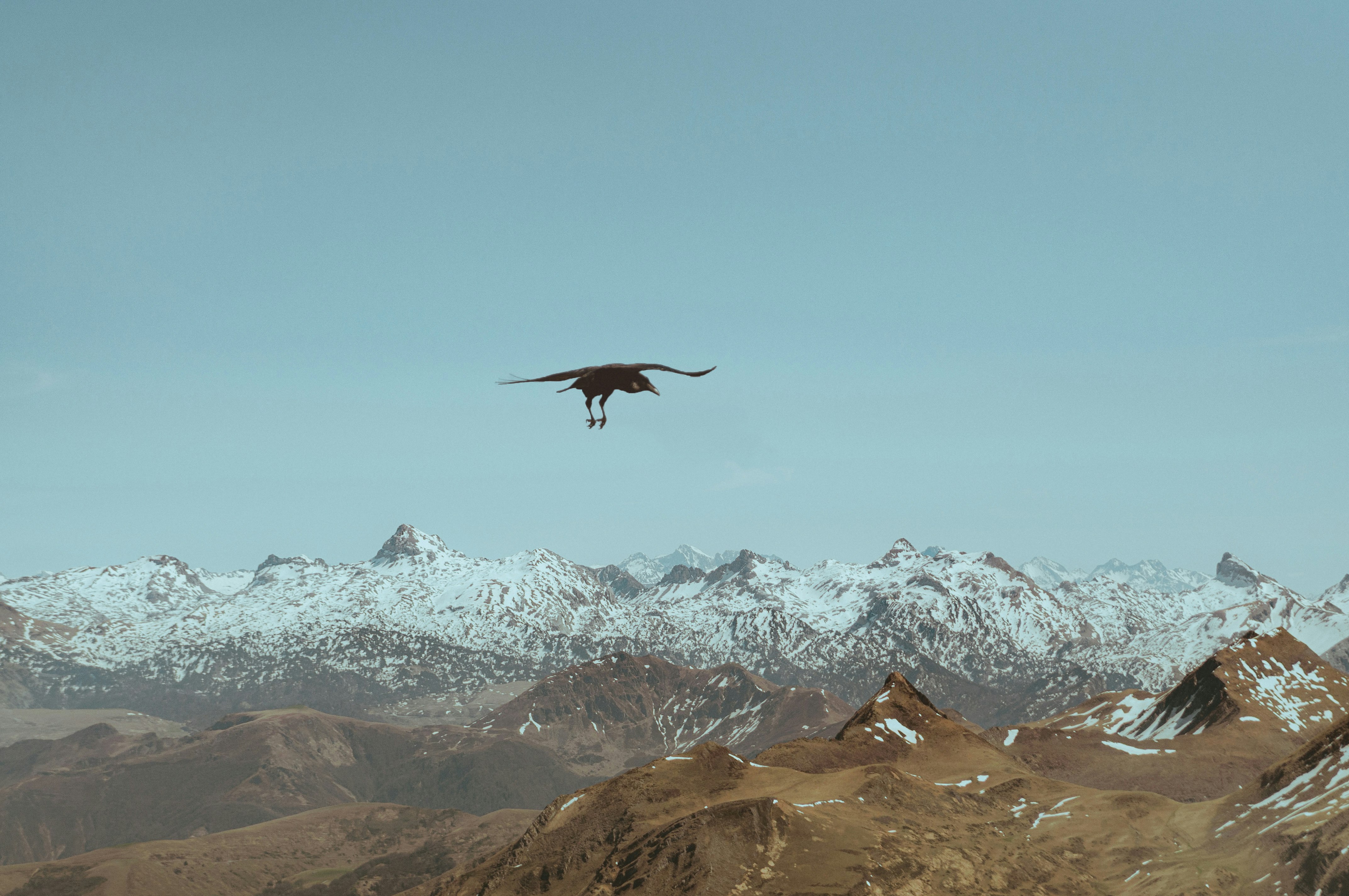 black bird flying over snow covered mountains during daytime